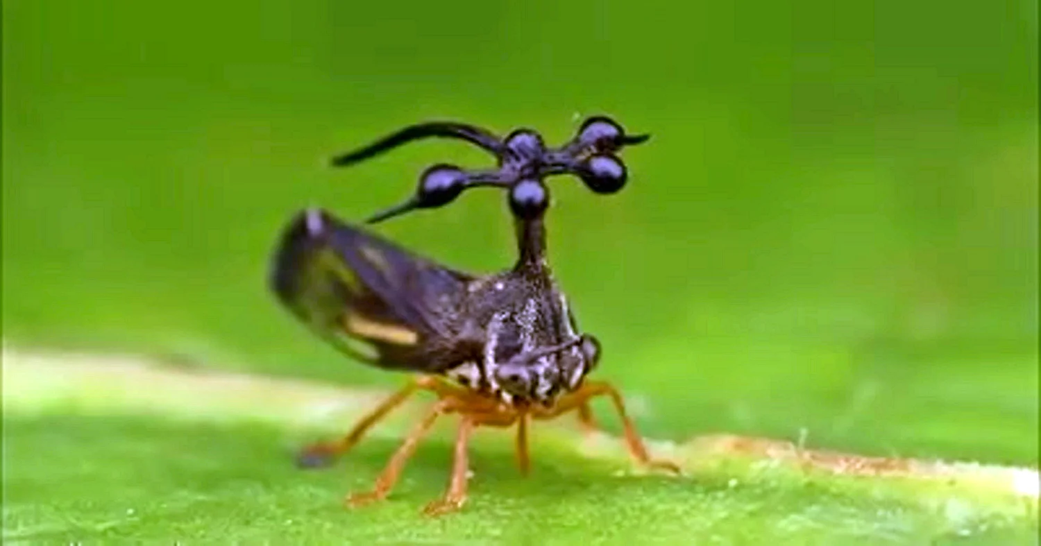 Brazilian treehopper
