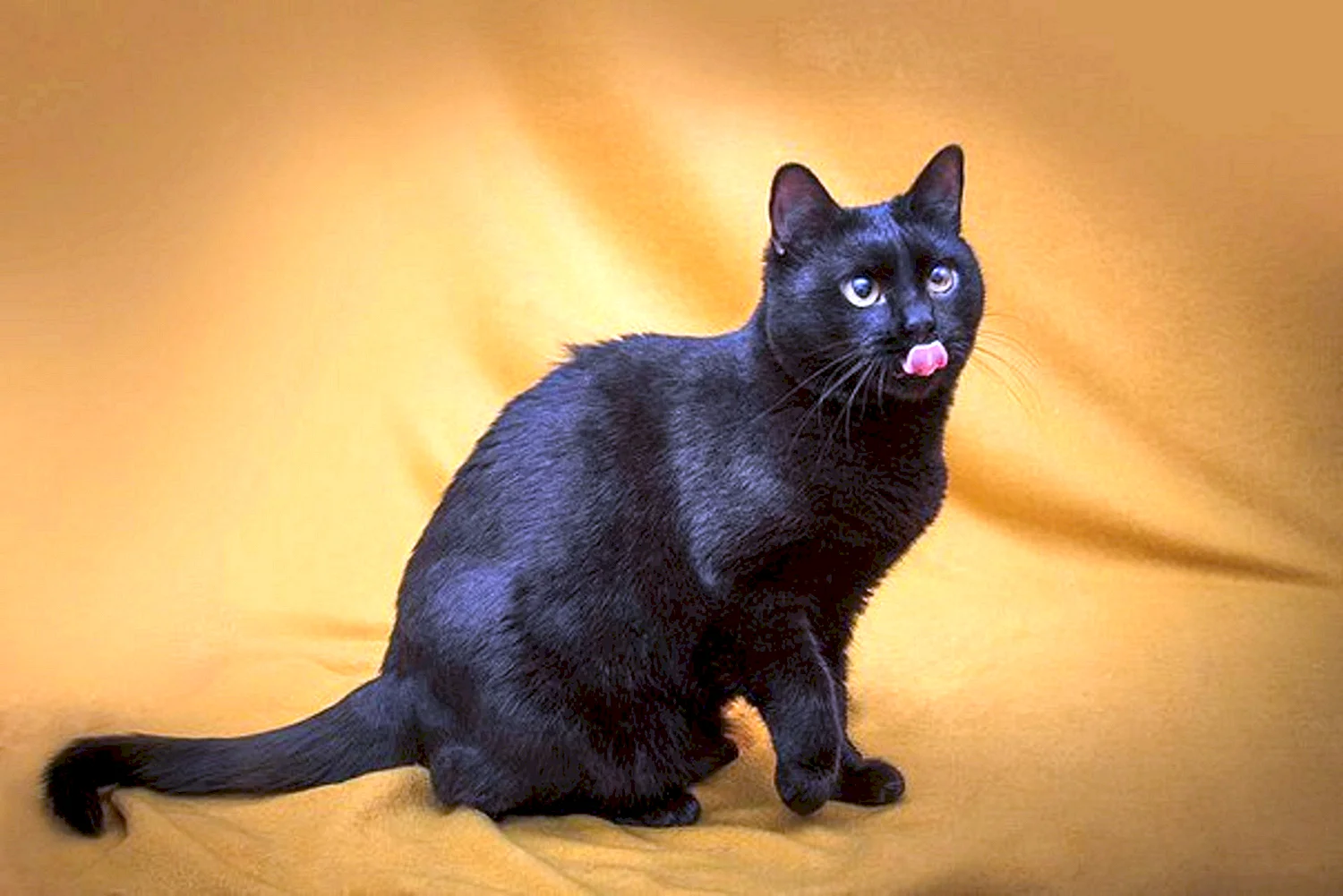 Бразильская короткошерстная кошка черная