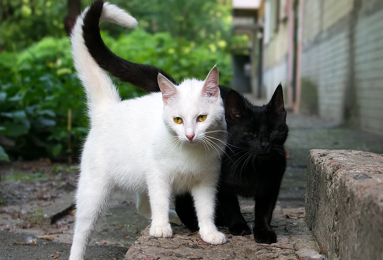 Котики черный и белый