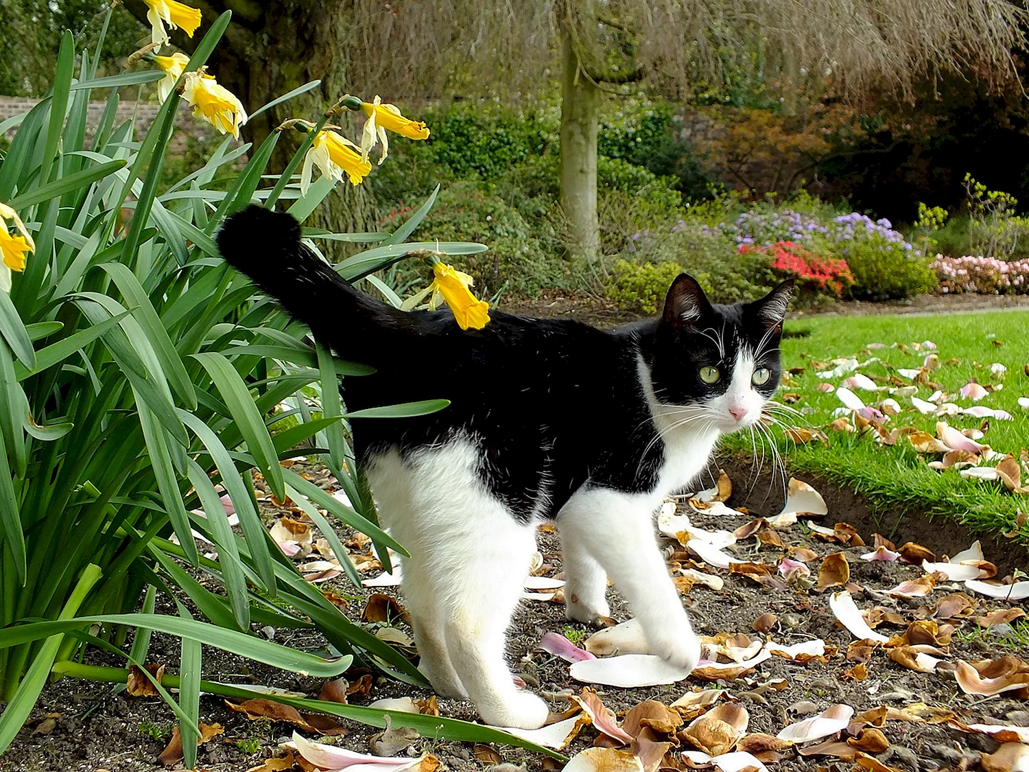 Бразильская короткошерстная кошка черно белая