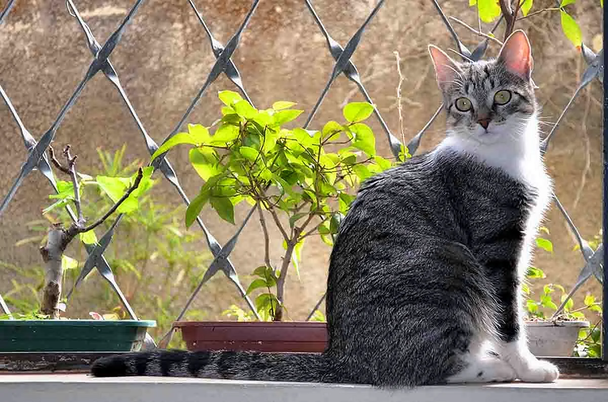 Бразильская короткошерстная кошка котята