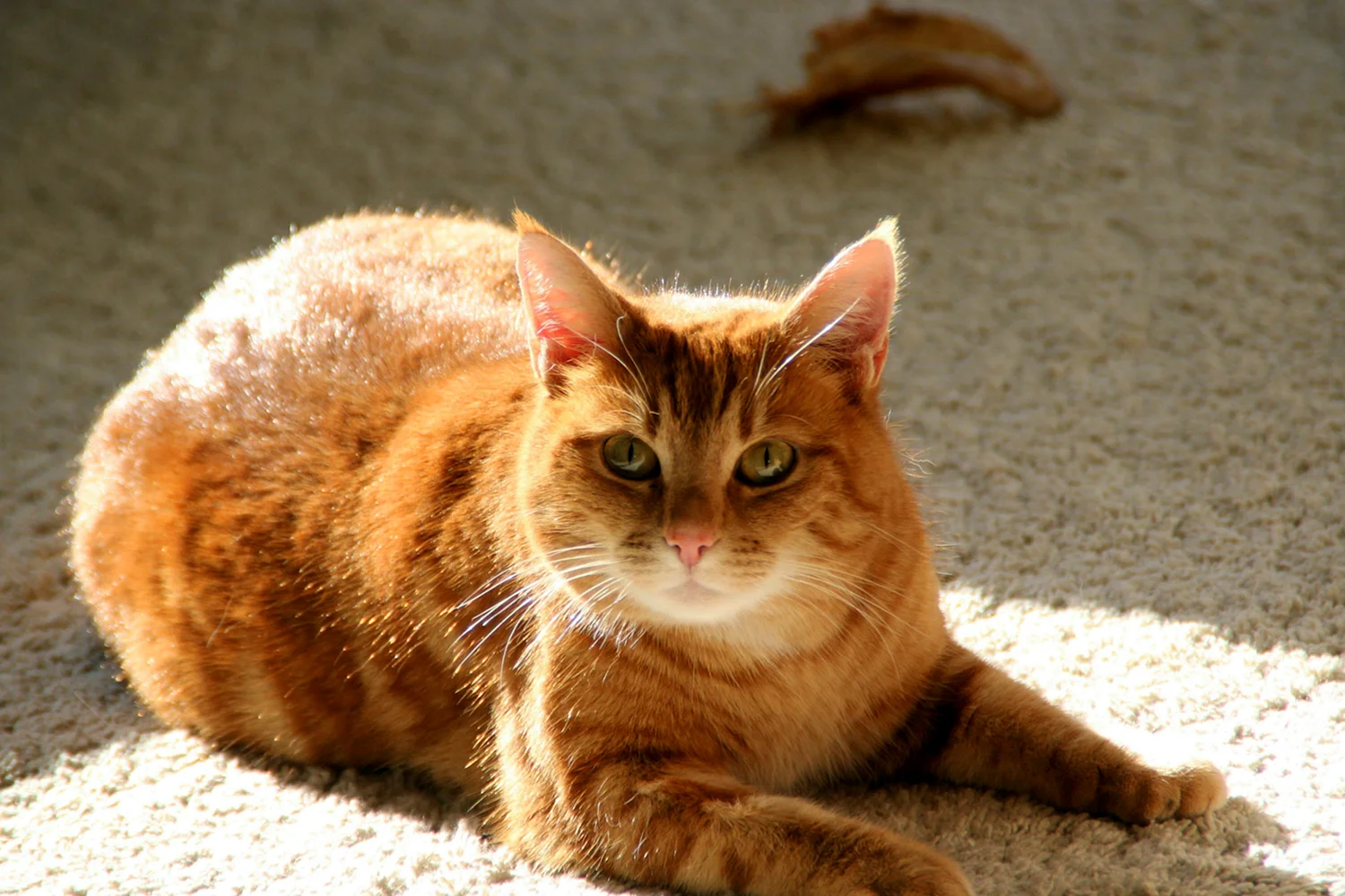 Бразильская короткошерстная кошка рыжая