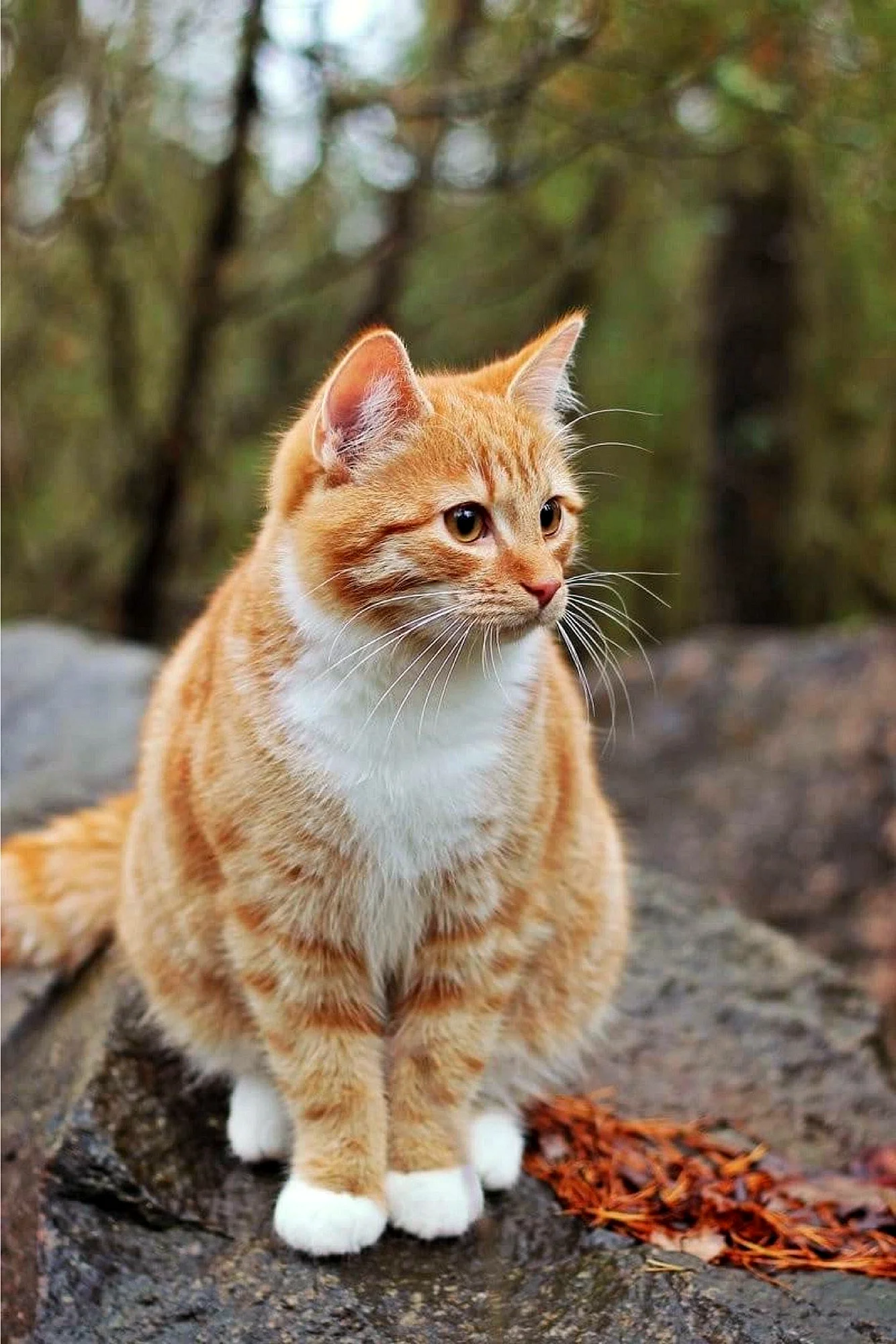 Бразильская короткошерстная кошка рыжая