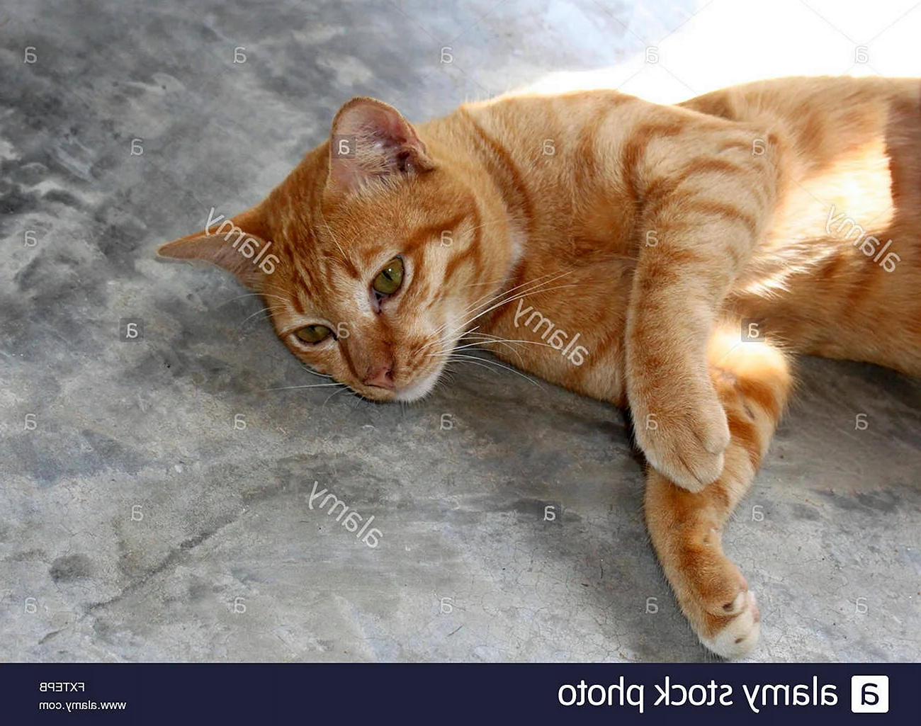 Бразильская короткошерстная кошка рыжая цейлонская