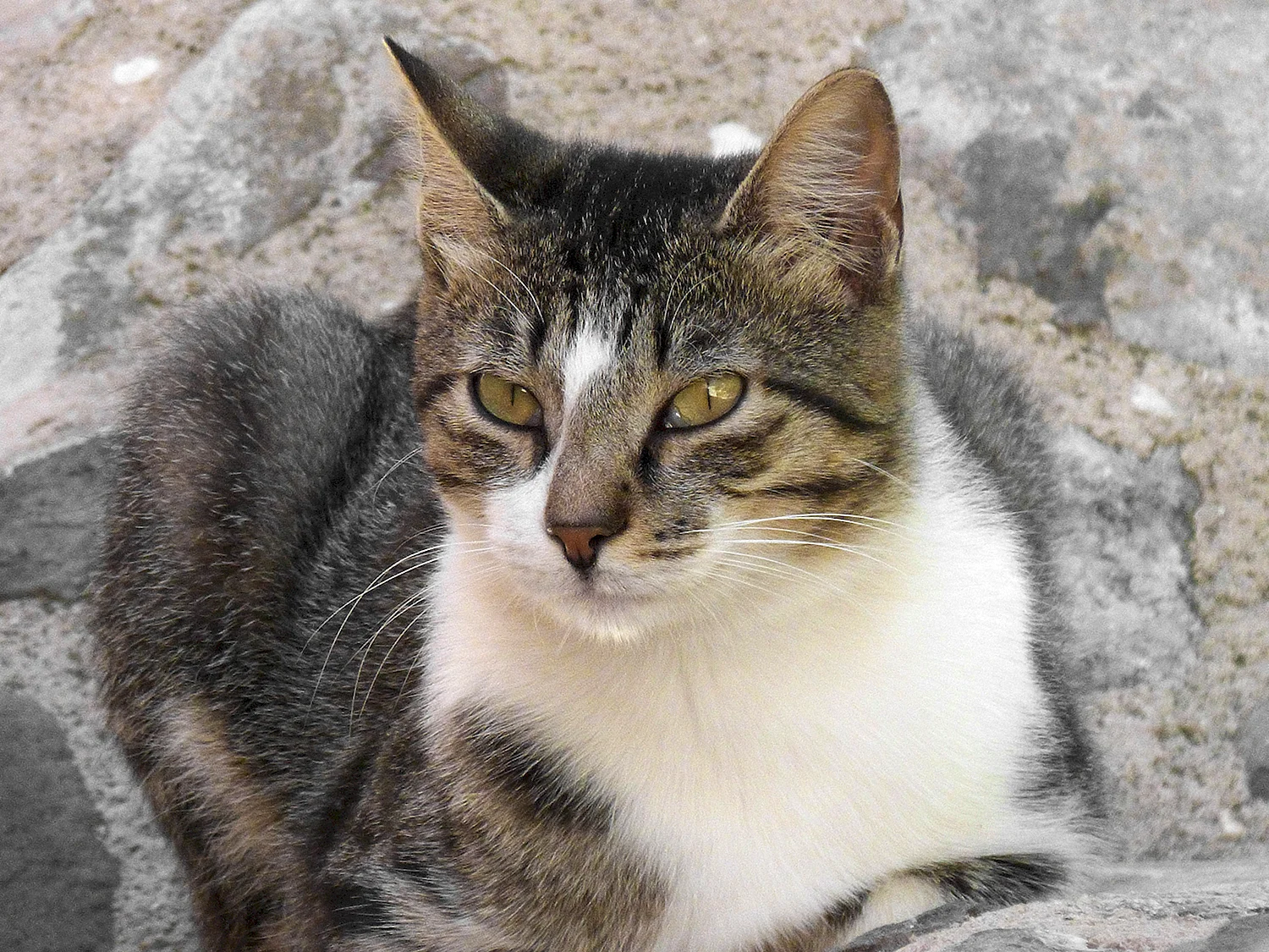 Бразильская короткошерстная кошка серая
