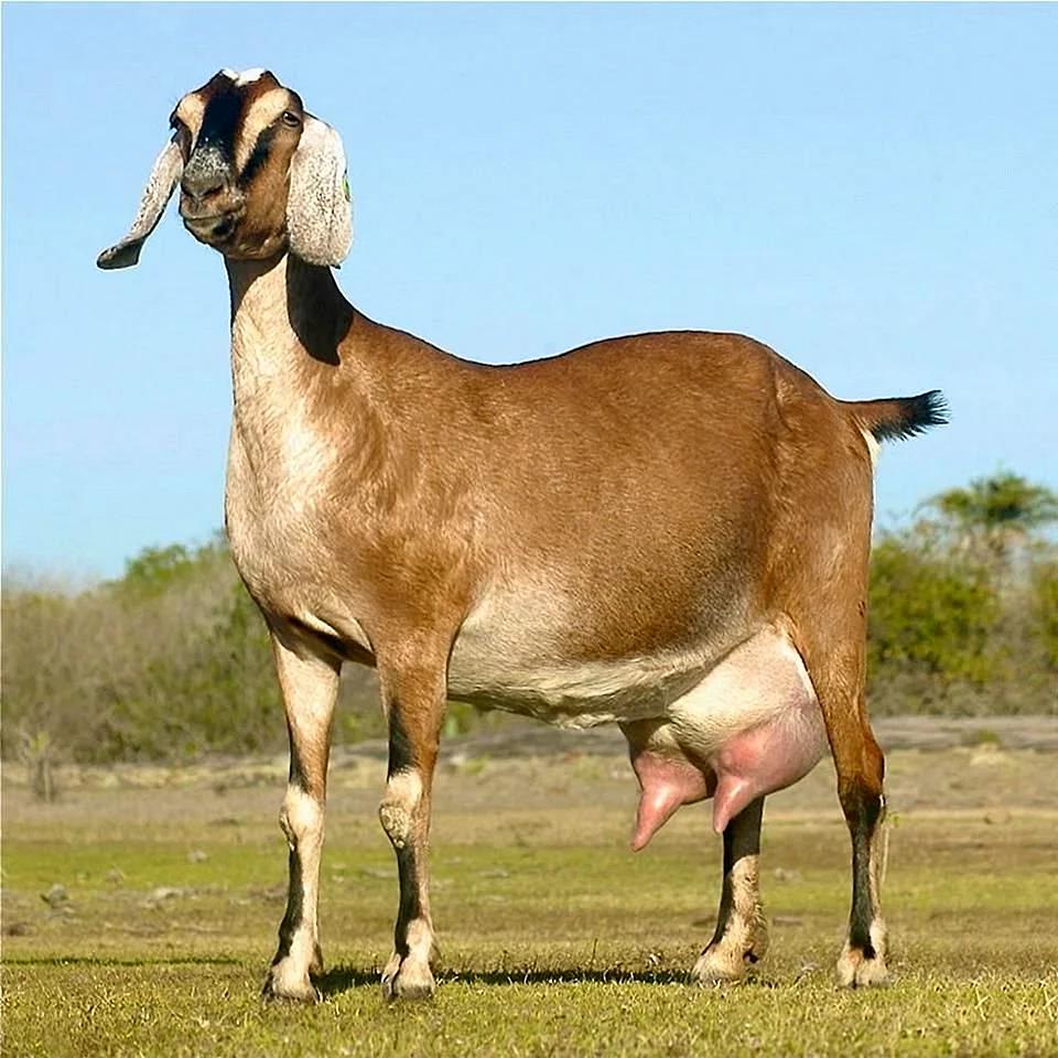 Бразильская порода овец Санта Инес