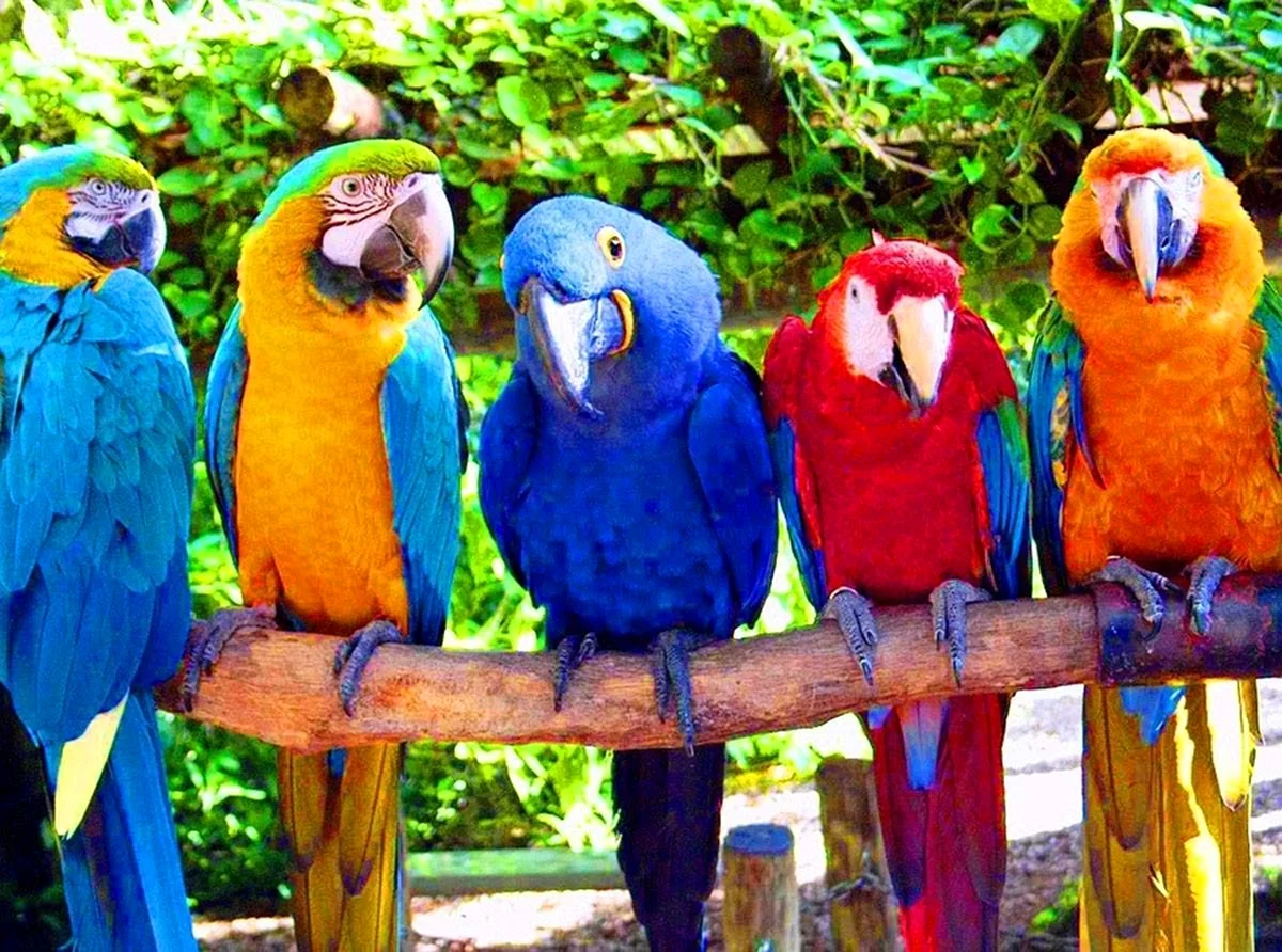 Бразильские попугаи ара