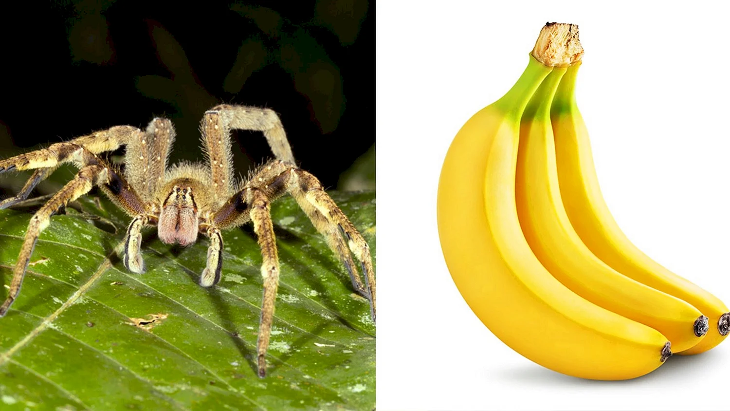 Бразильский банановый паук