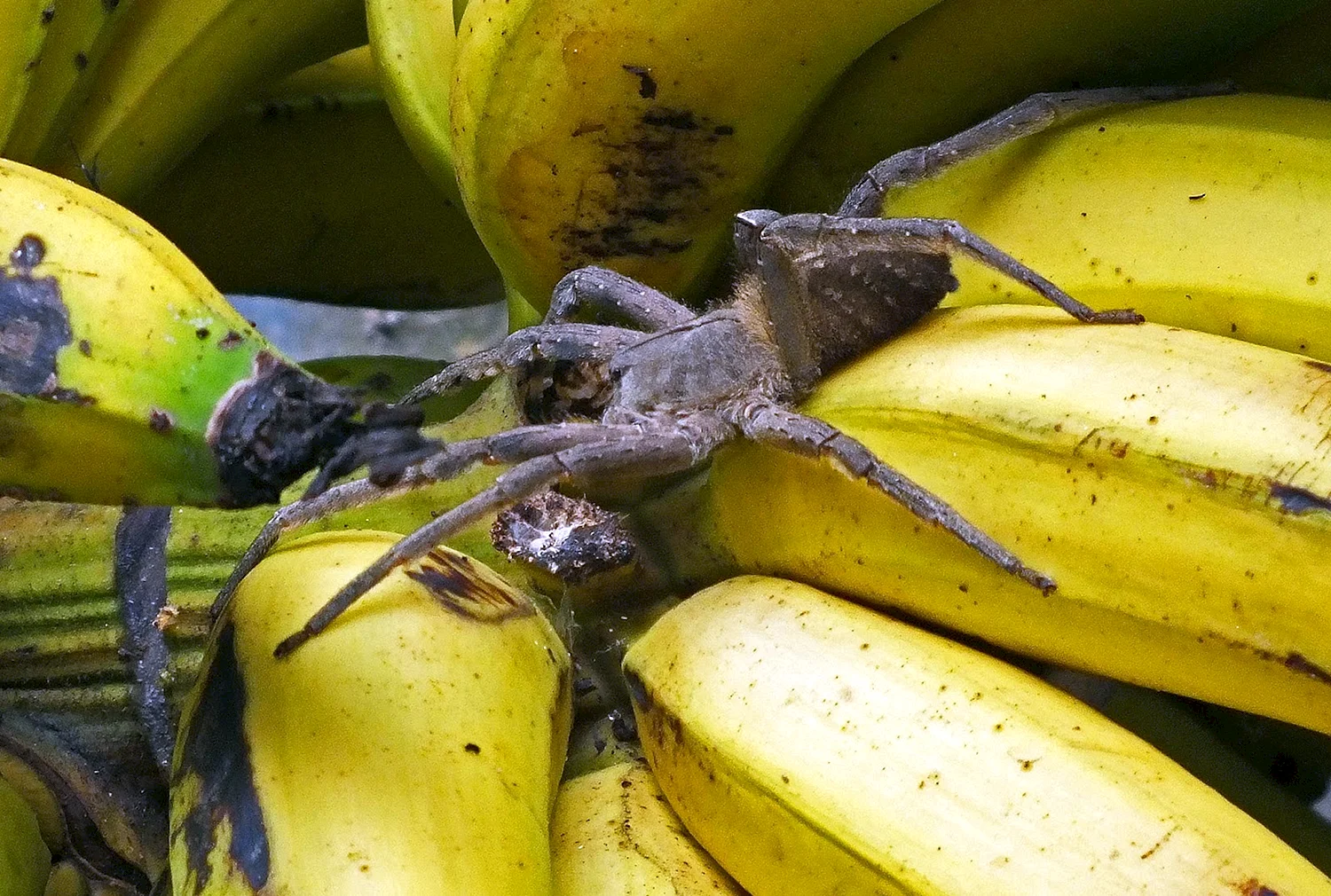 Бразильский банановый паук кругопряд