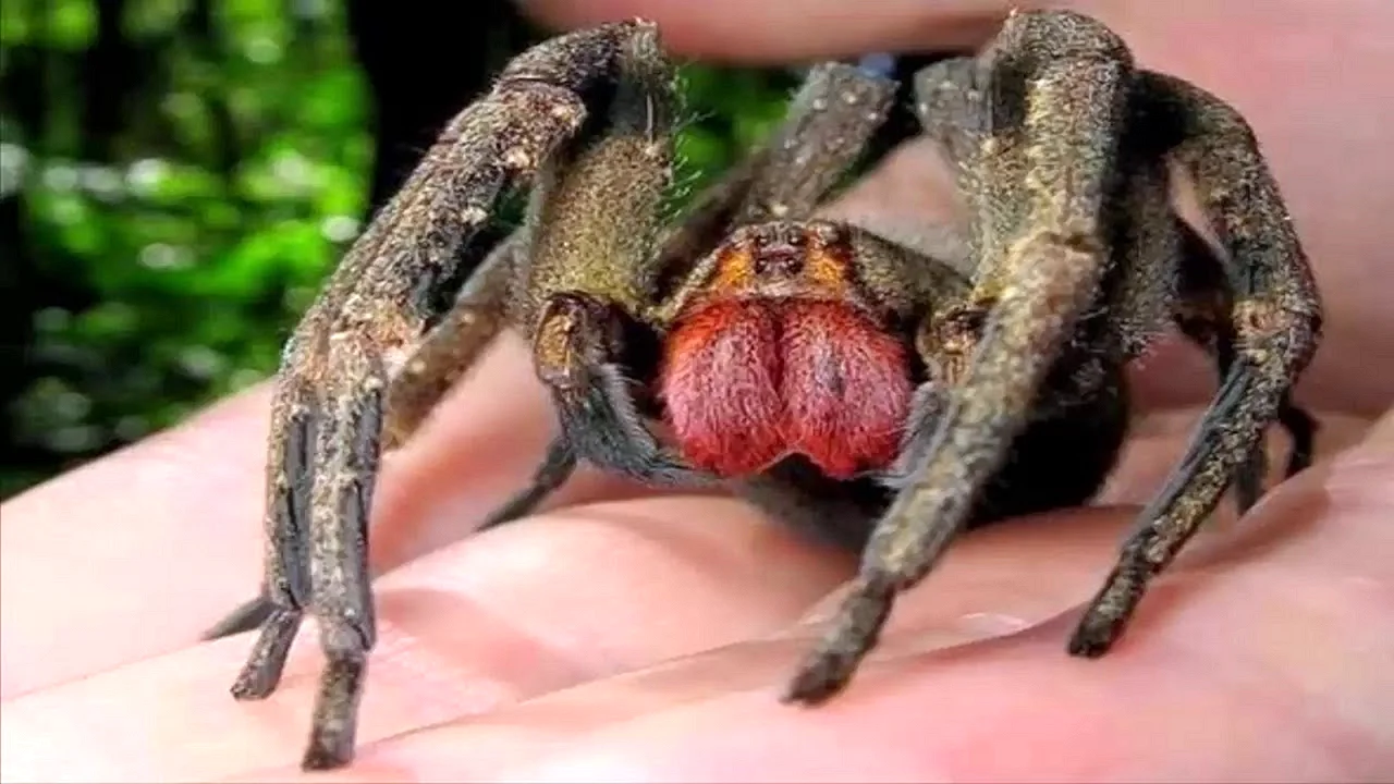 Бразильский Странствующий паук