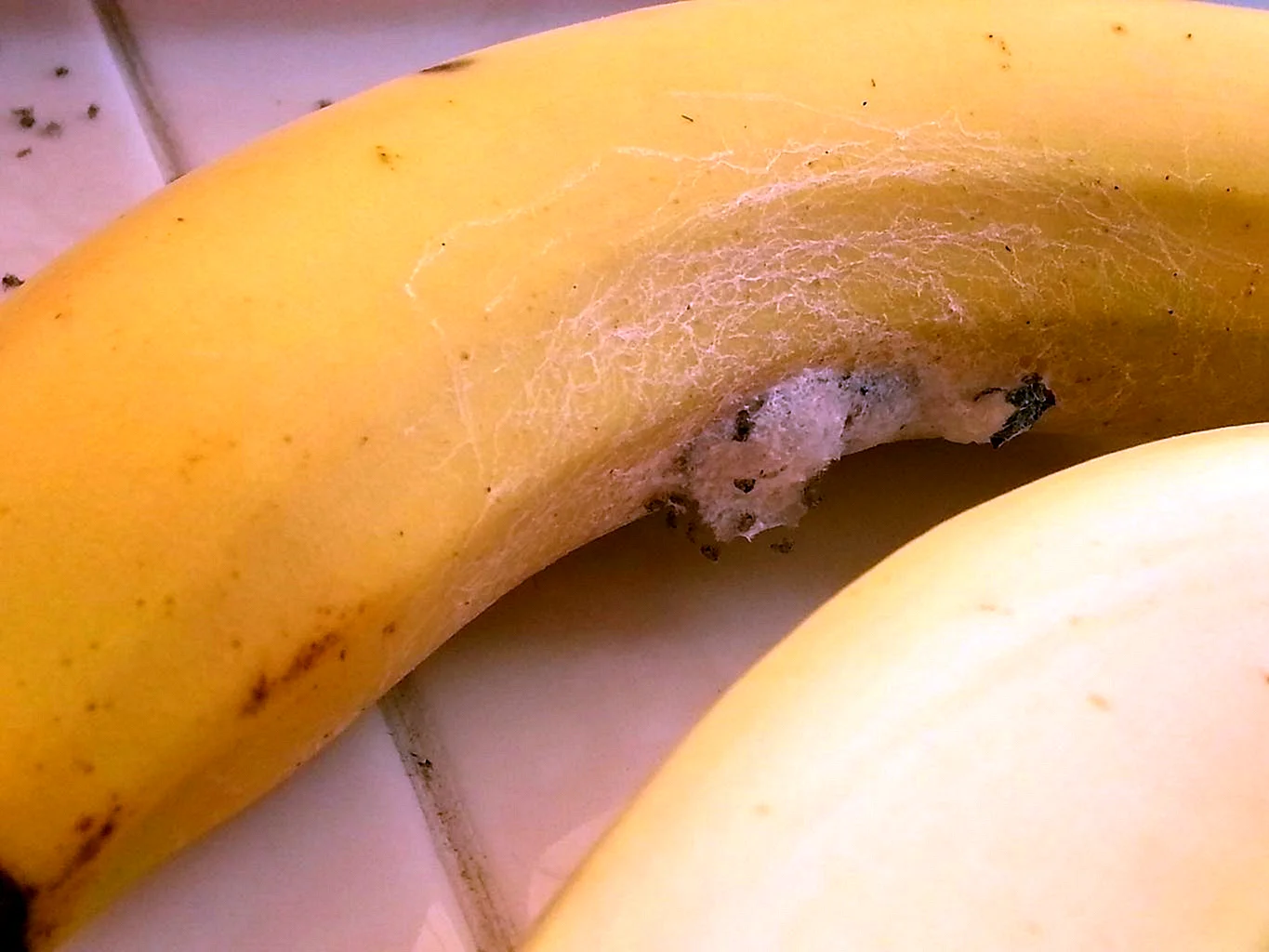 Бразильский Странствующий паук в бананах