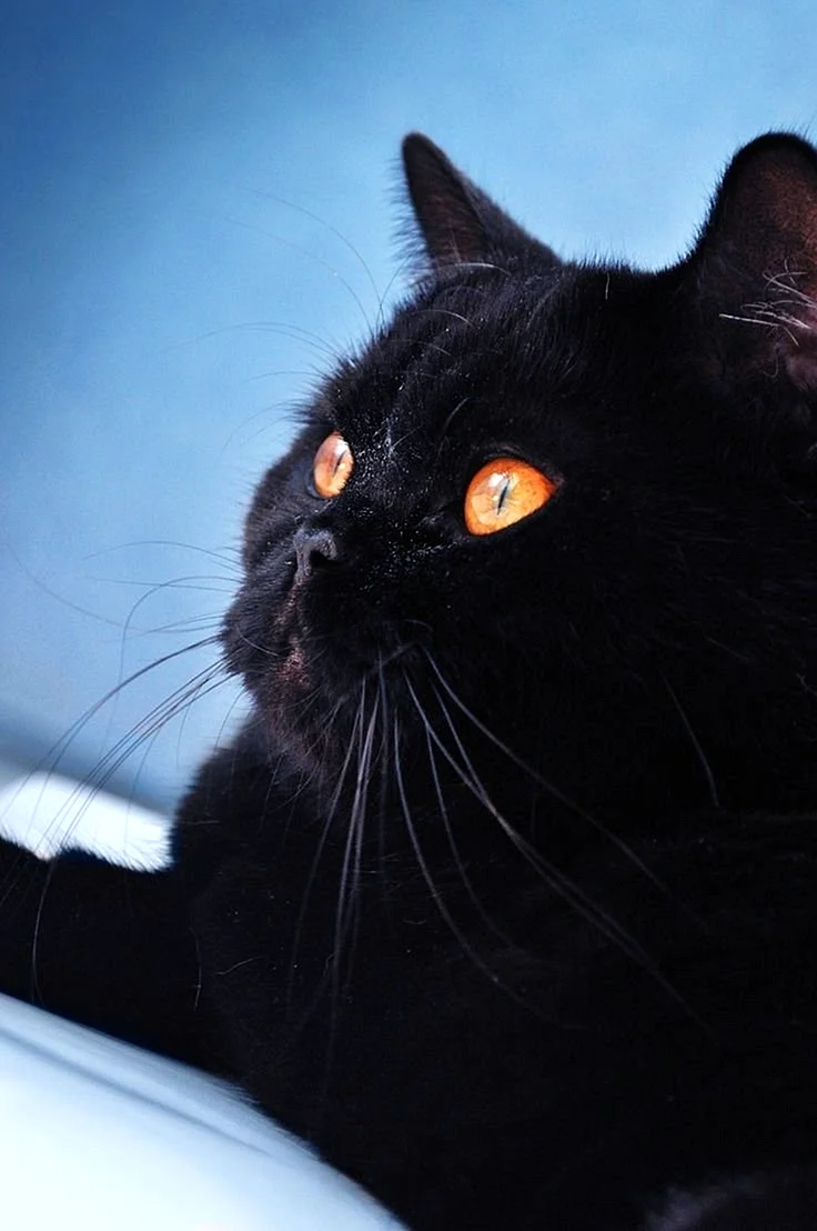 Британец кошка черная