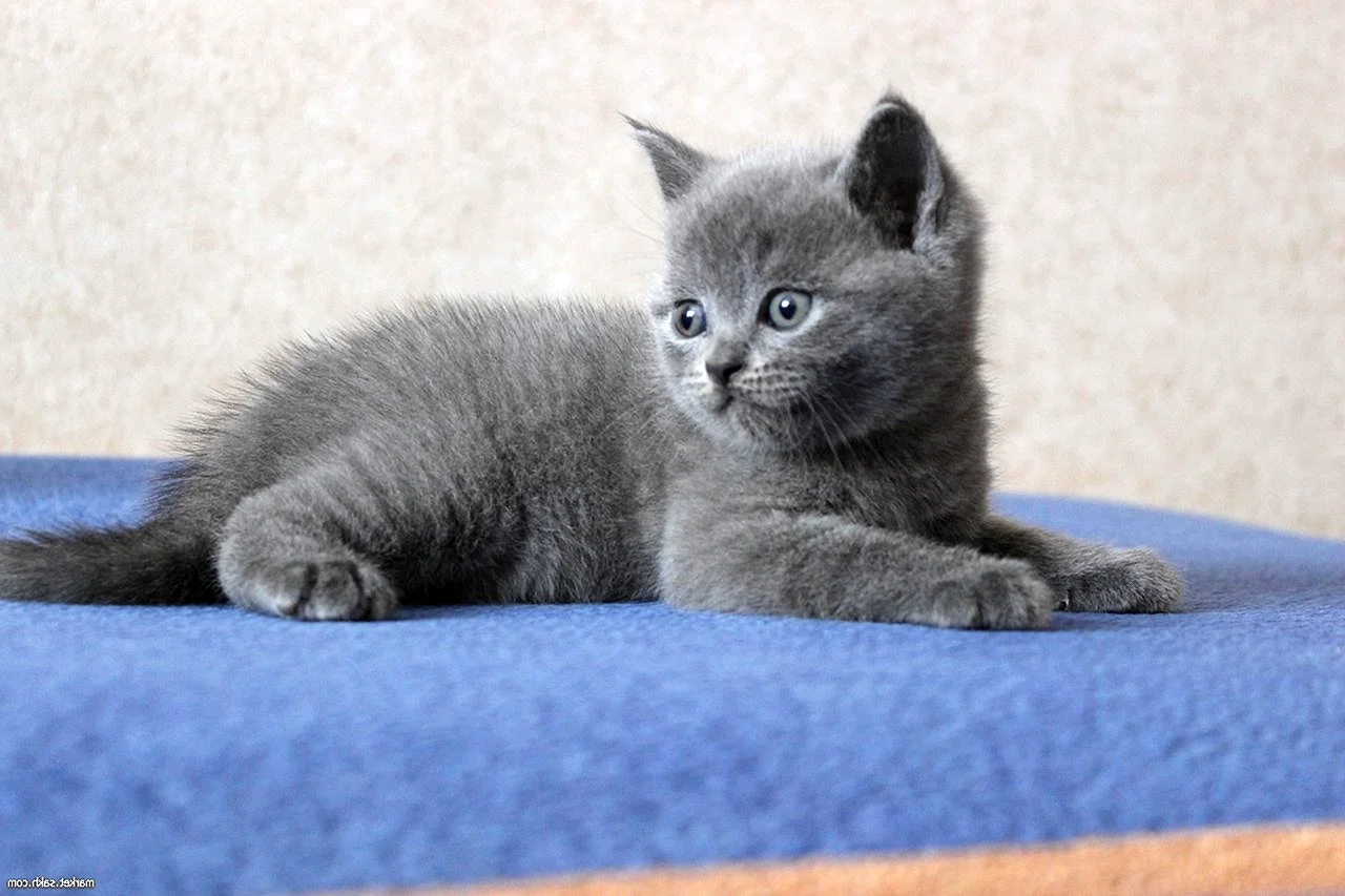 Британец котенок серый 3 месяца
