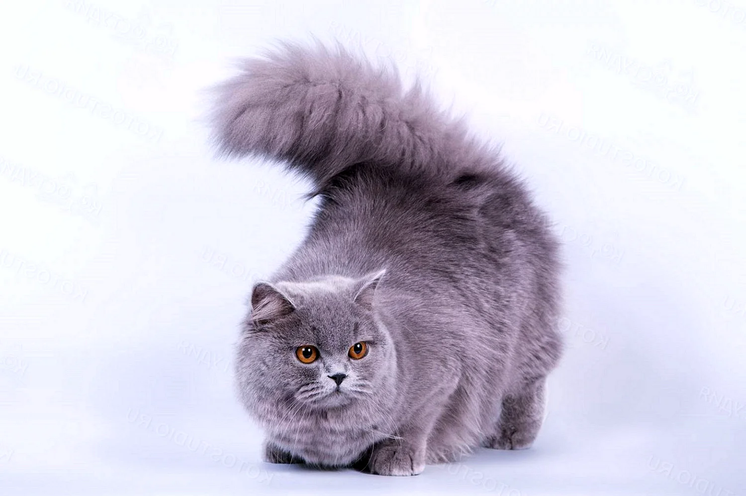 Британская длинношёрстная кошка