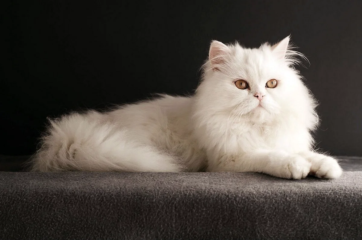 Британская длинношёрстная кошка белая