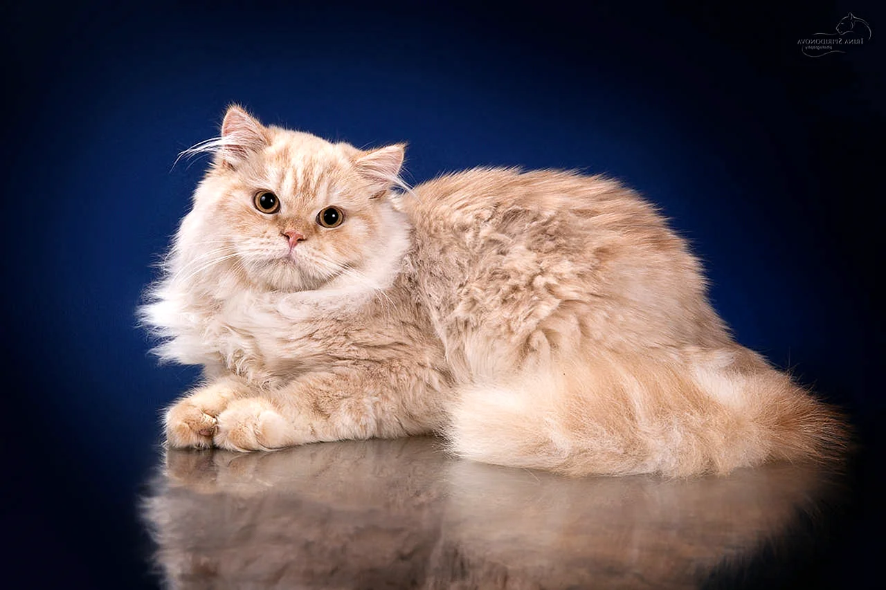 Британская длинношёрстная кошка мраморный