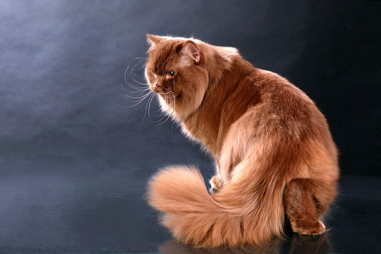 Британская длинношёрстная кошка рыжая