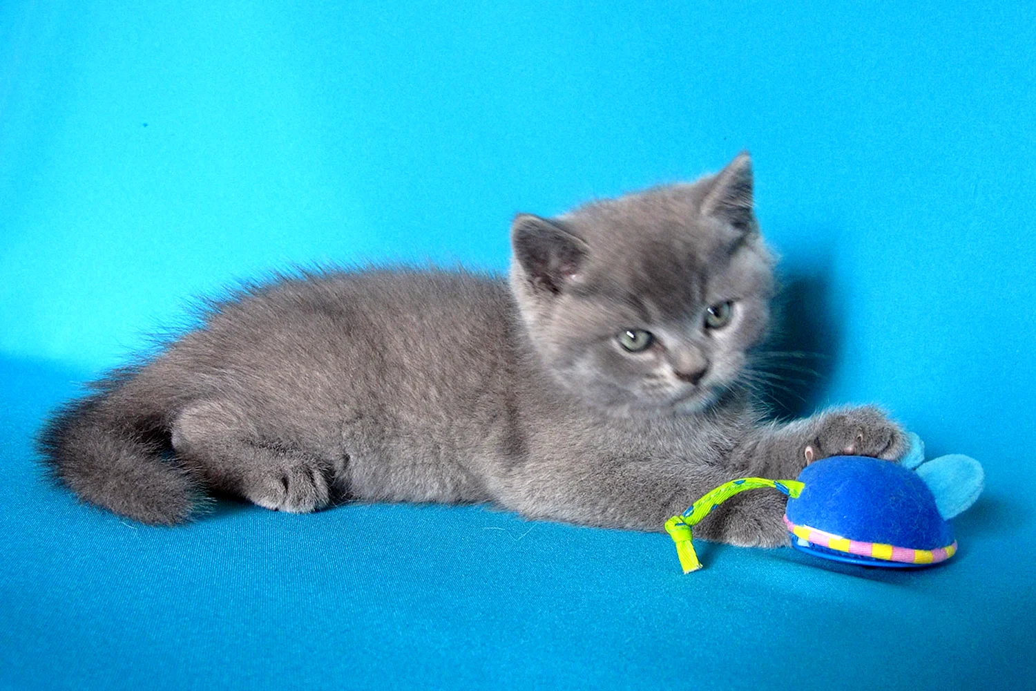 Британская голубая кошка котята