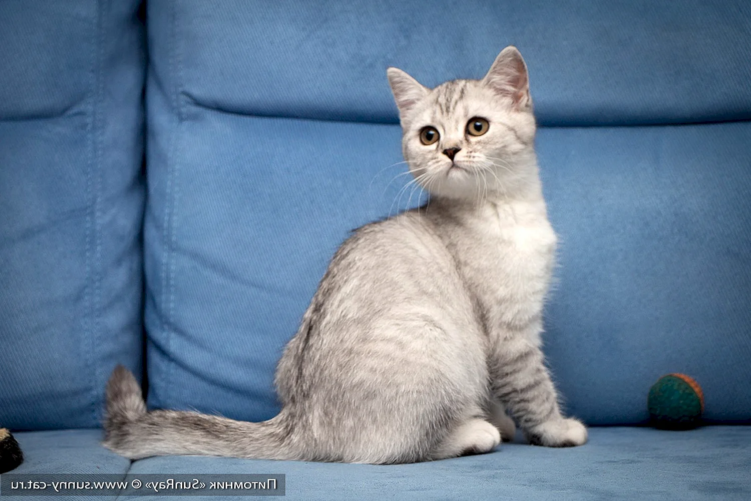 Британская короткошёрстная кошка 3 месяца