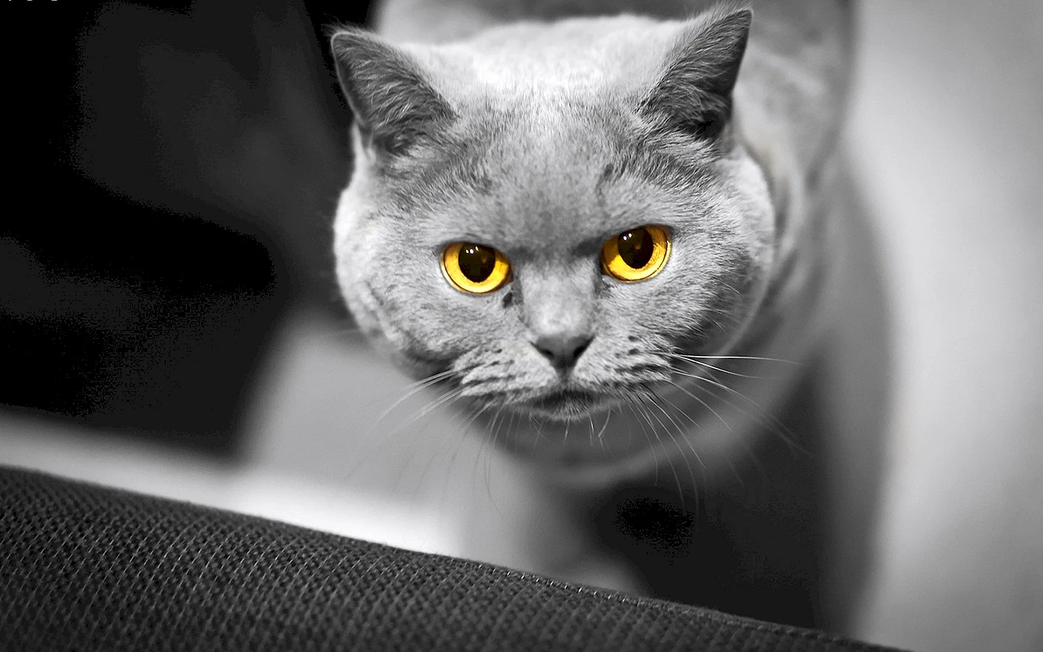 Британская короткошёрстная кошка анфас