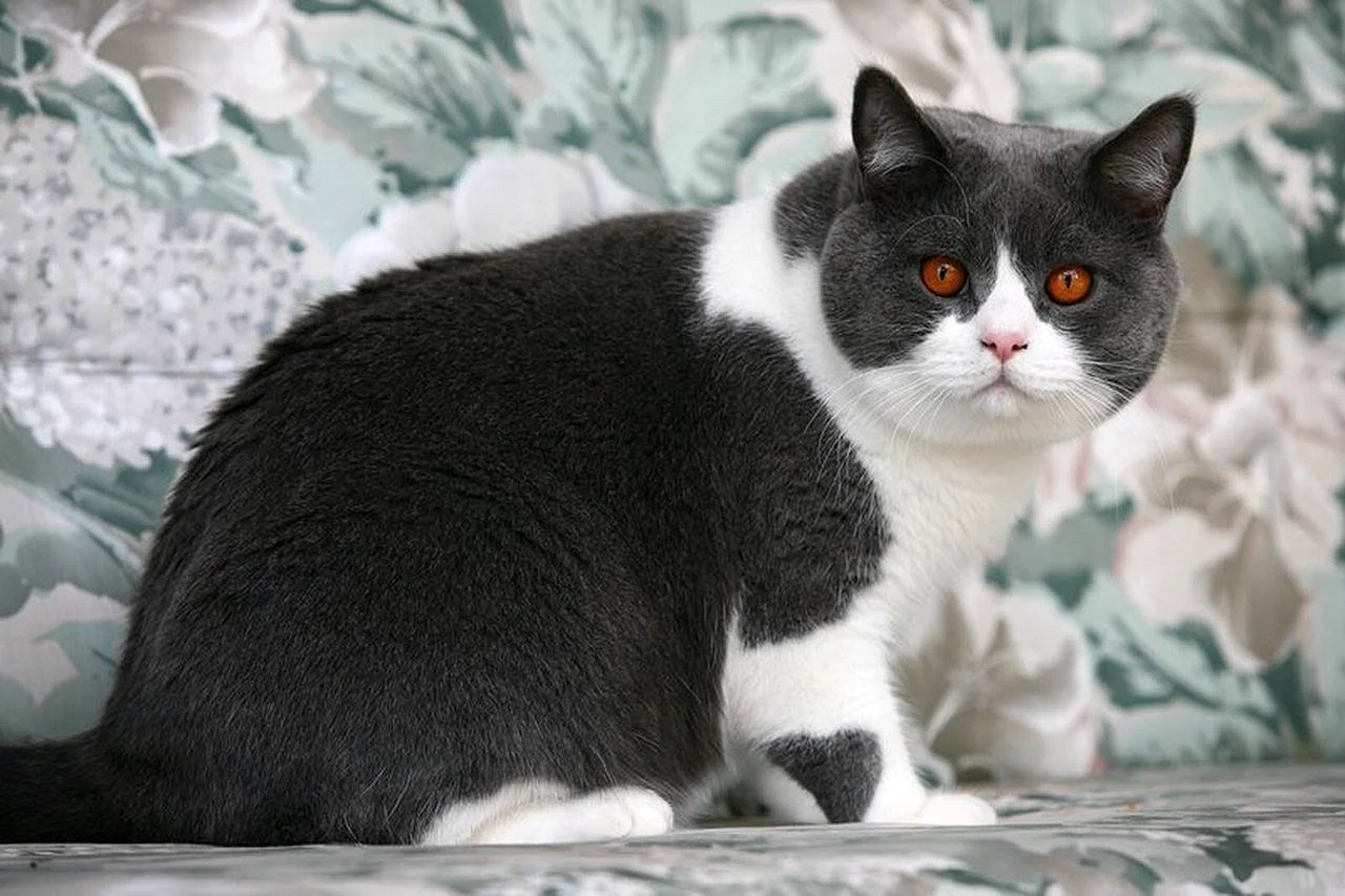 Британская короткошёрстная кошка биколор