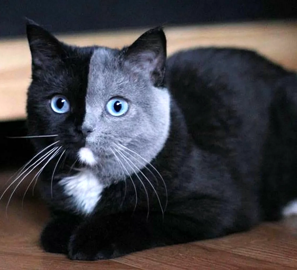 Британская короткошёрстная кошка черная