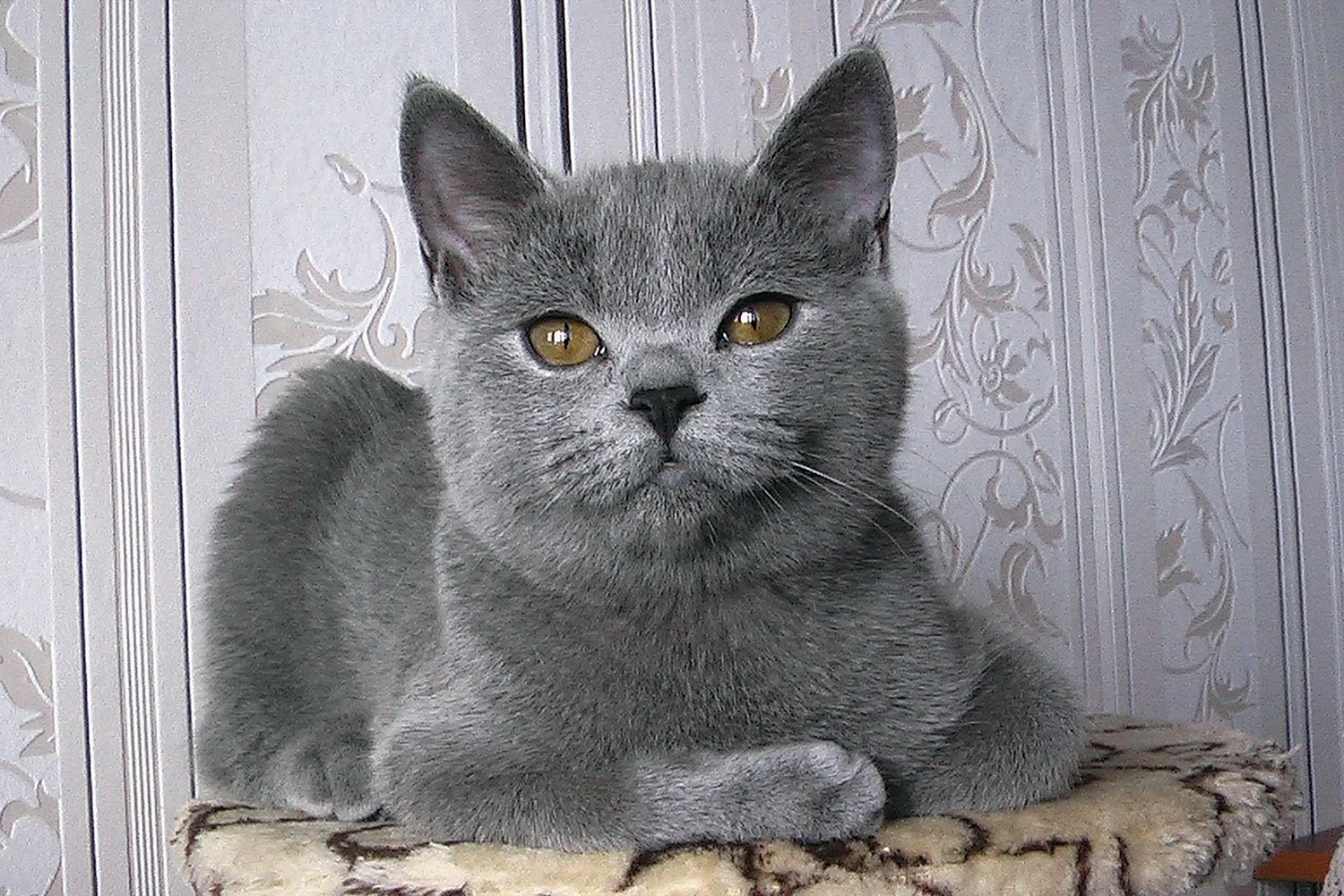 Британская короткошёрстная кошка голубая котята