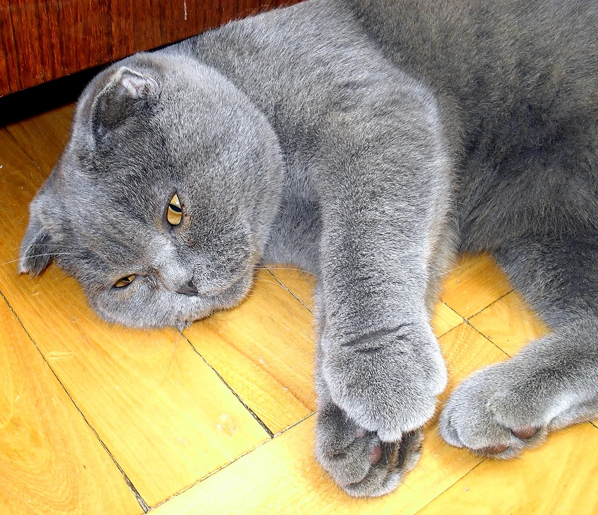 Британская короткошёрстная кошка голубая вислоухая