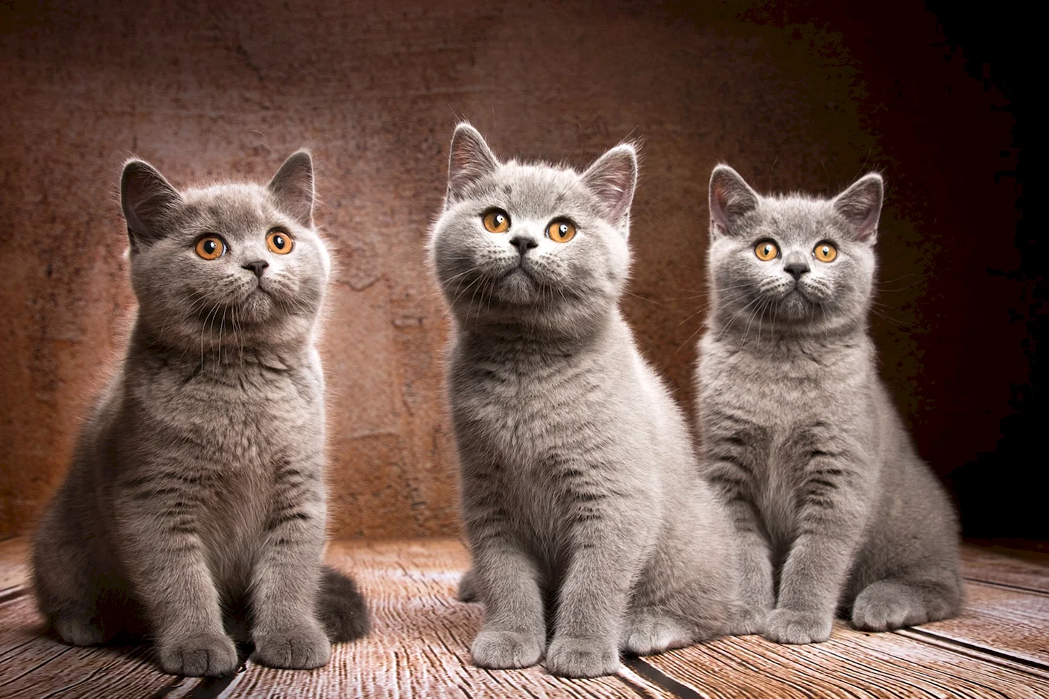 Британская короткошёрстная кошка катята