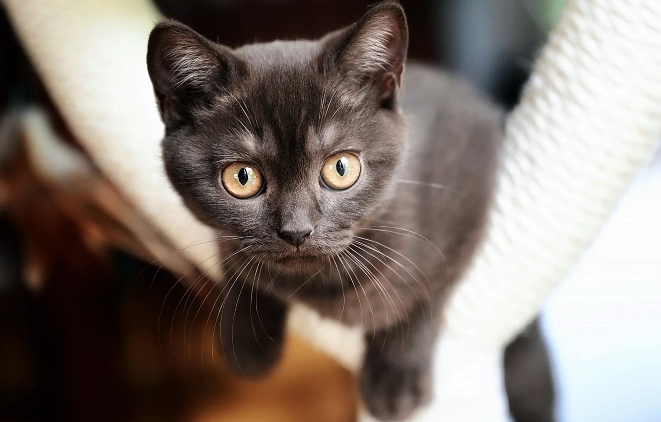 Британская короткошёрстная кошка коричневая