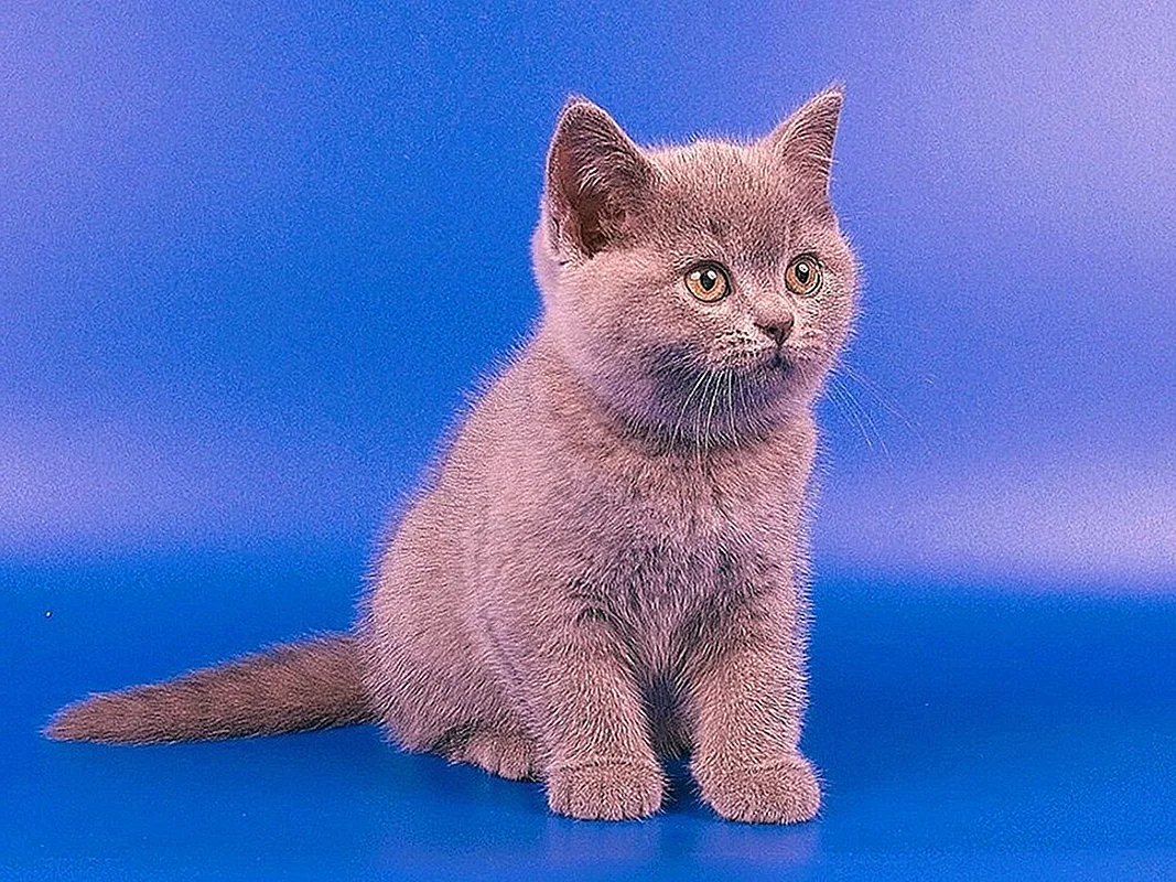 Британская короткошёрстная кошка котята