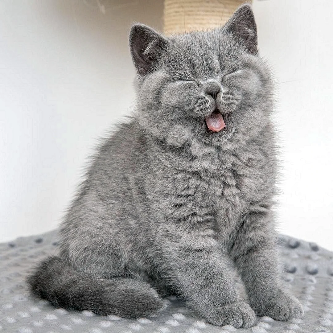 Британская короткошёрстная кошка котята