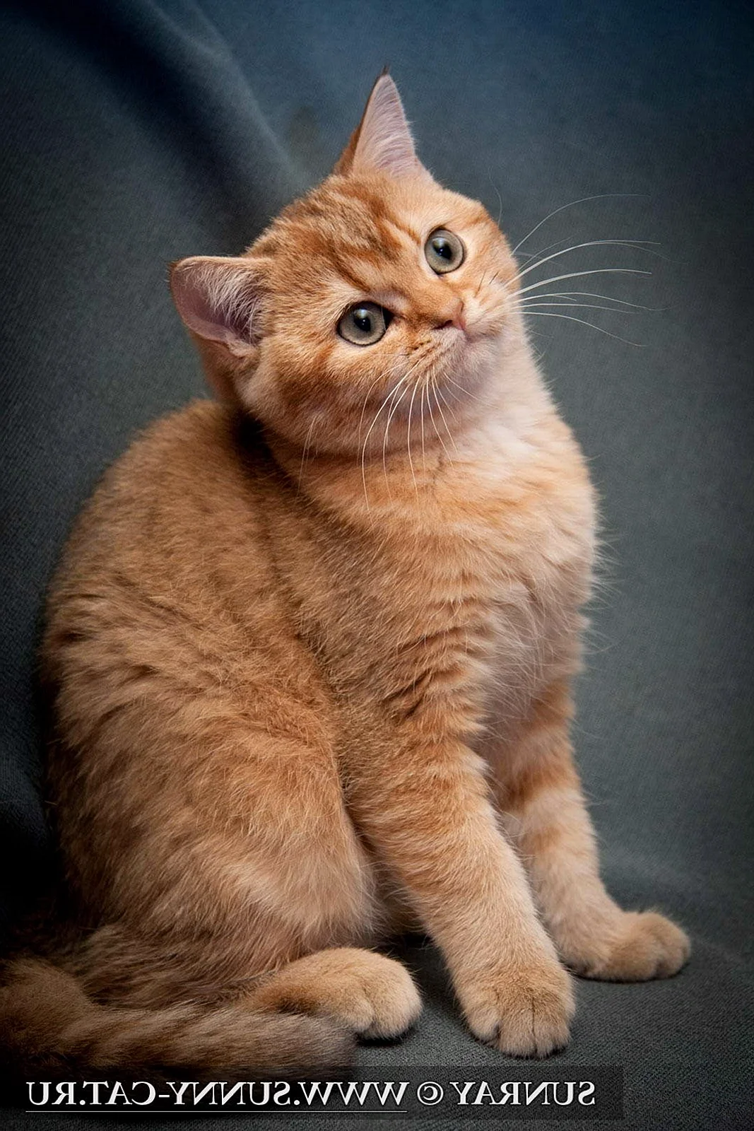 Британская короткошёрстная кошка рыжая