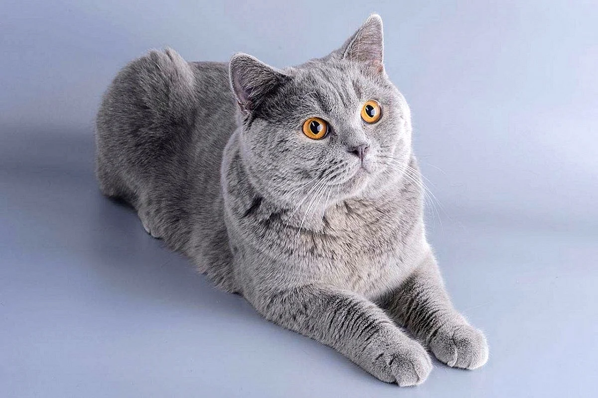 Британская короткошёрстная кошка шартрез