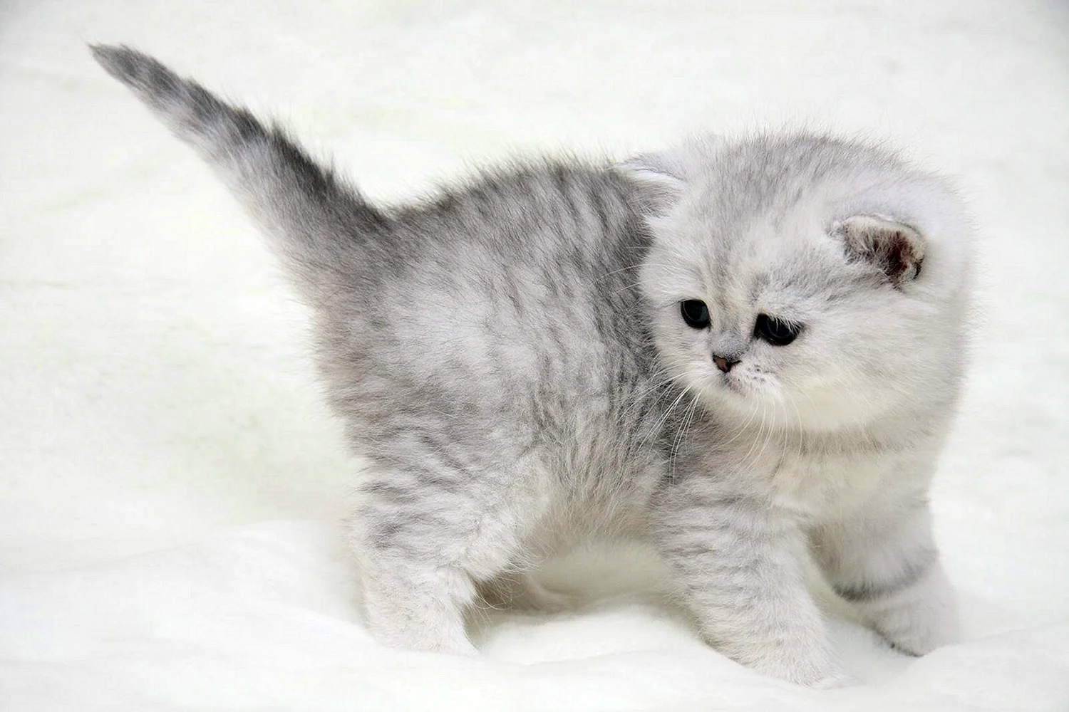 Британская короткошёрстная кошка шиншилла серебристая