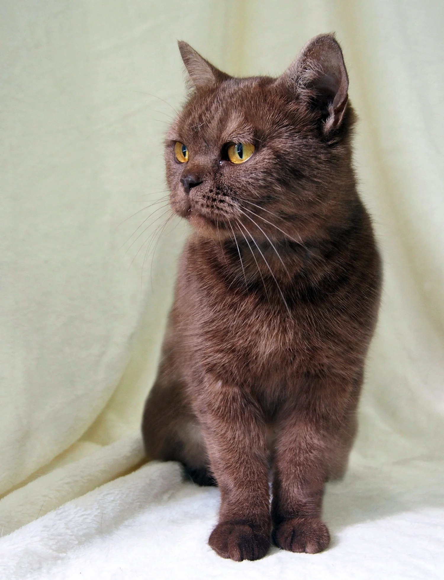 Британская короткошёрстная кошка шоколад