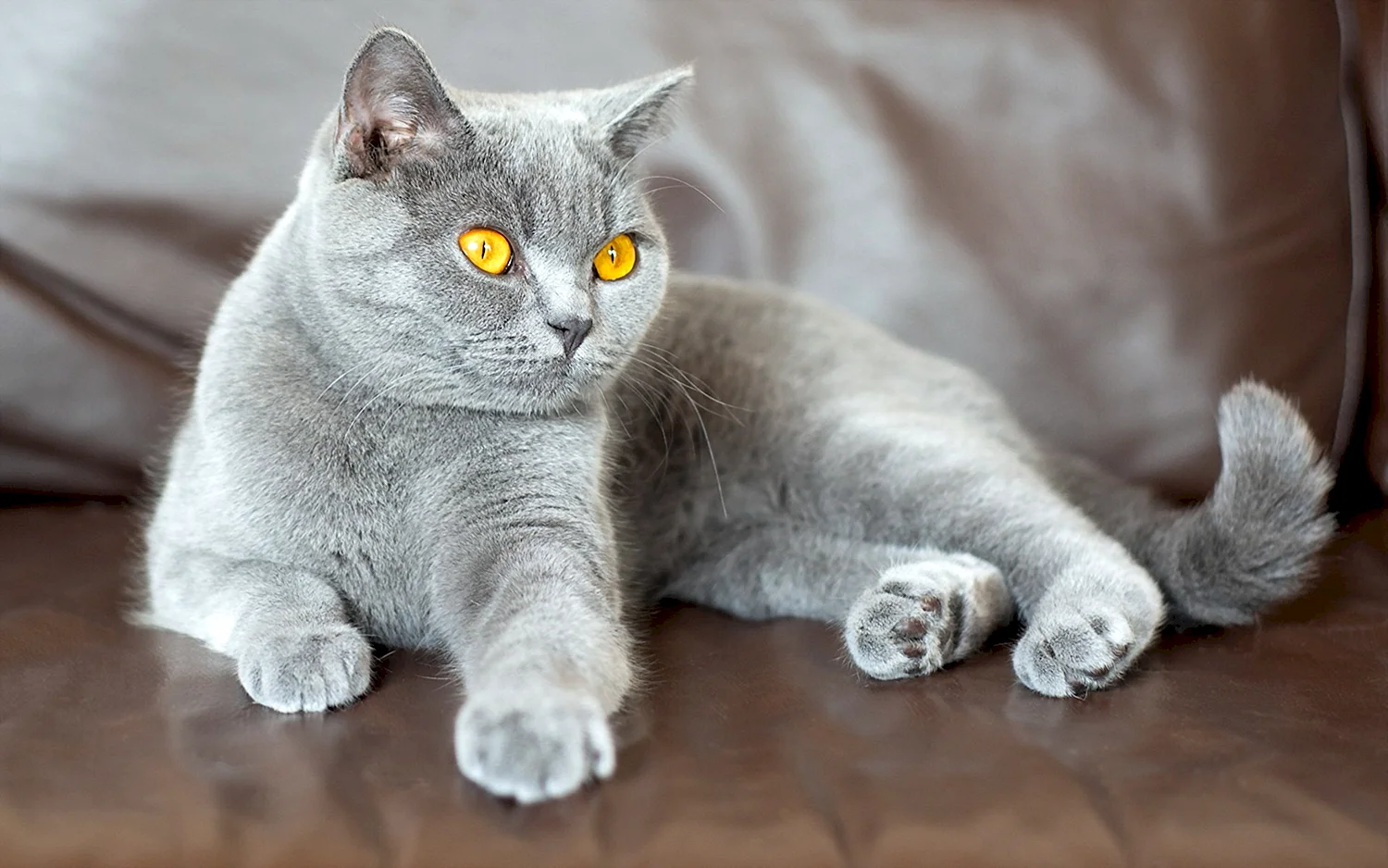 Британская короткошёрстная кошка светло серая