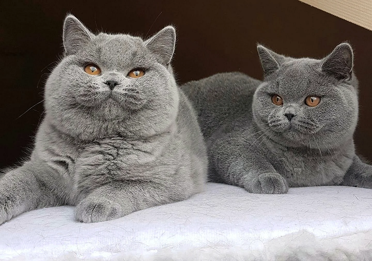 Британская короткошёрстная кошка толстая