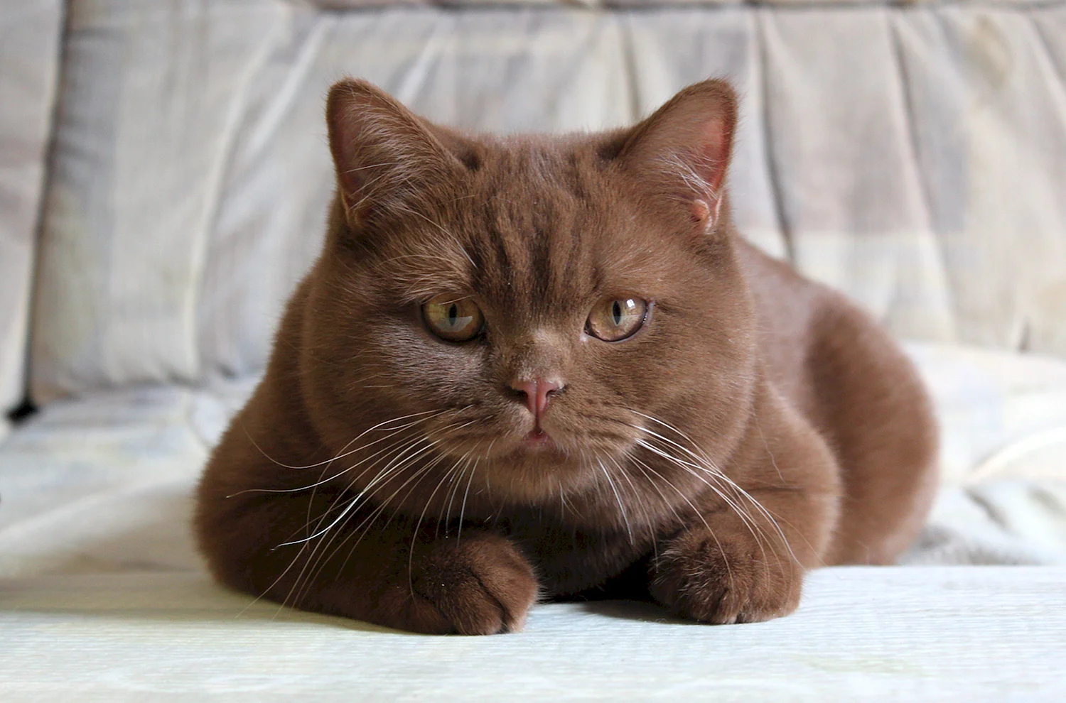 Британская короткошёрстная кошка циннамон