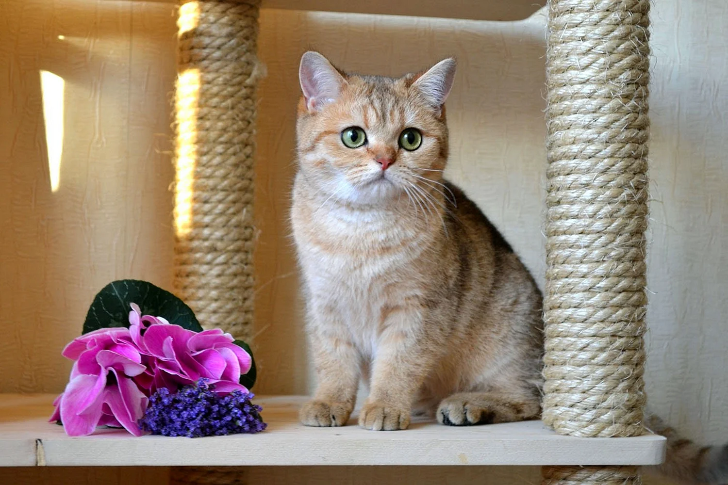 Британская короткошёрстная кошка Золотая шиншилла