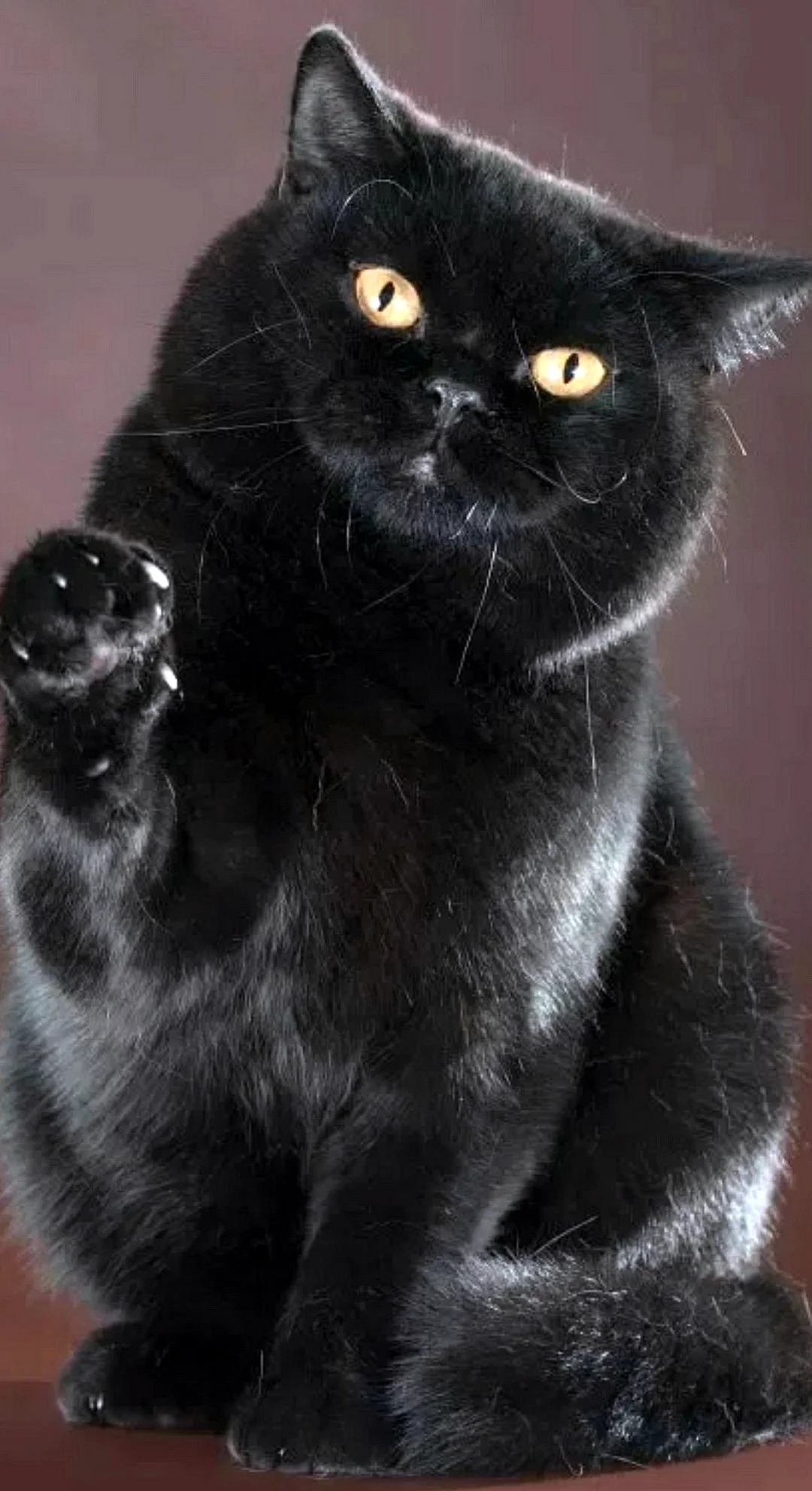 Британская кошка черная