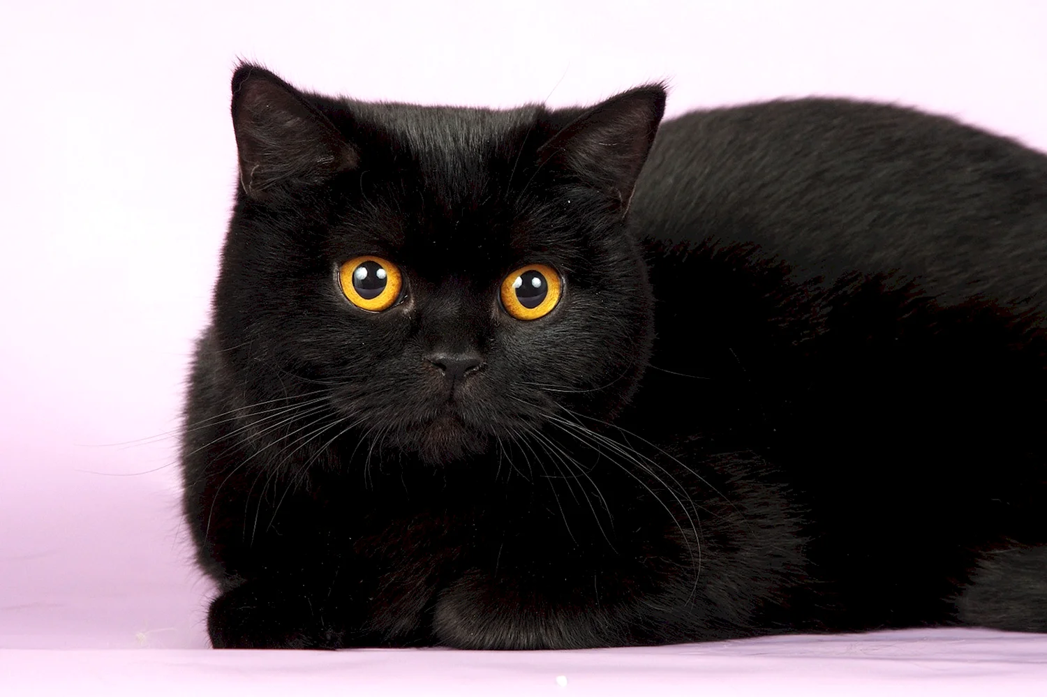 Британский кот фото черный кот