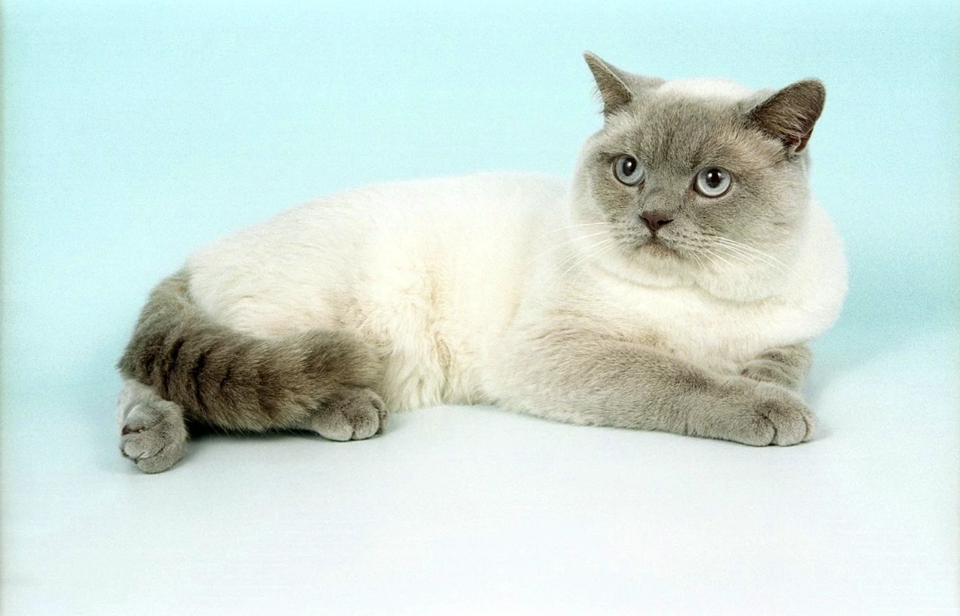 Британская кошка колор Пойнт