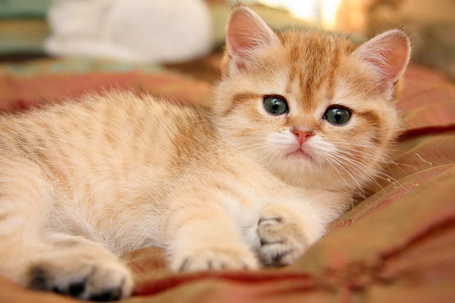 Британская кошка короткошерстная рыжая котята