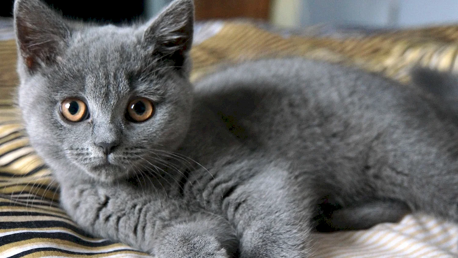 Британская кошка короткошерстная серая котенок