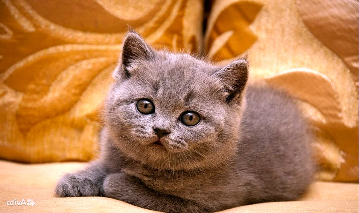 Британская кошка котенок
