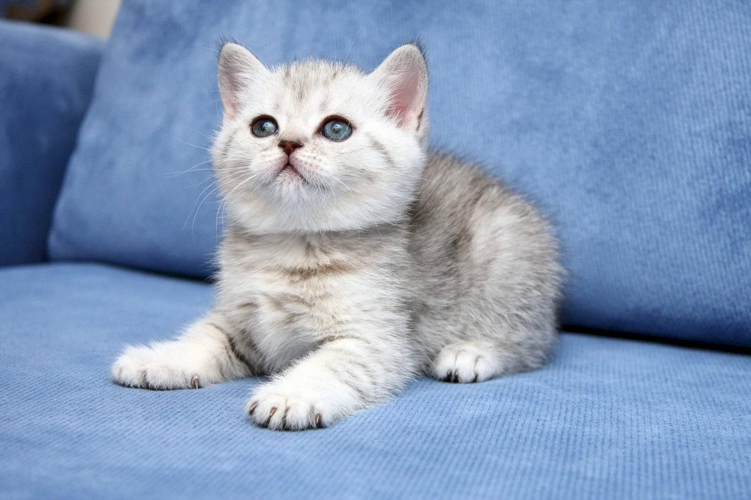 Британская кошка котенок