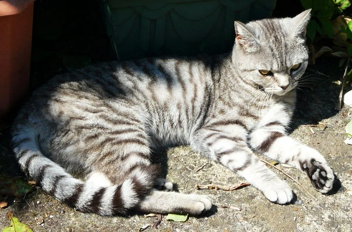 Британская кошка табби