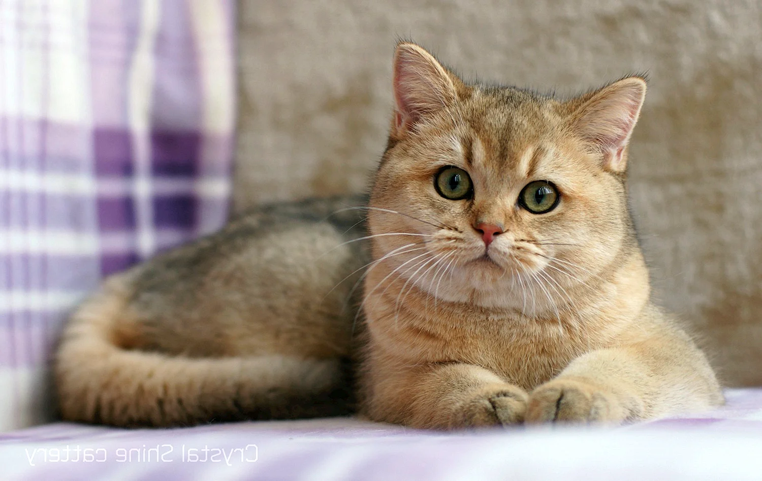 Британская кошка Золотая шиншилла