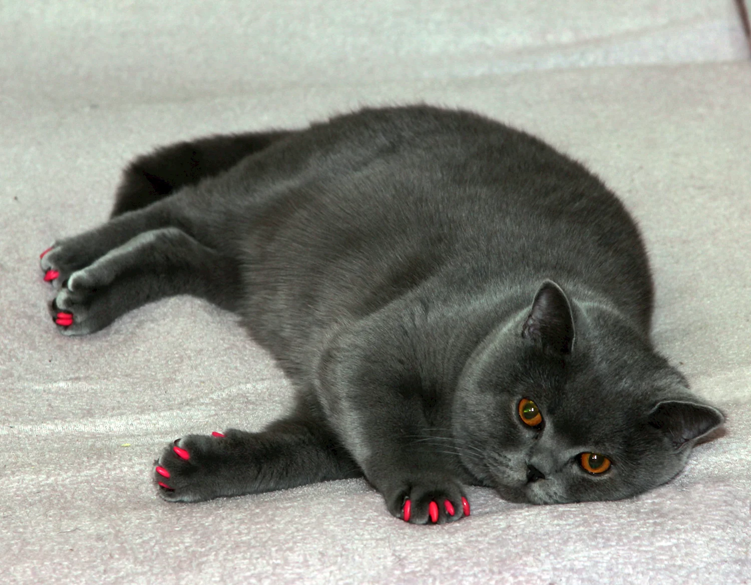 Британская прямоухая кошка черная